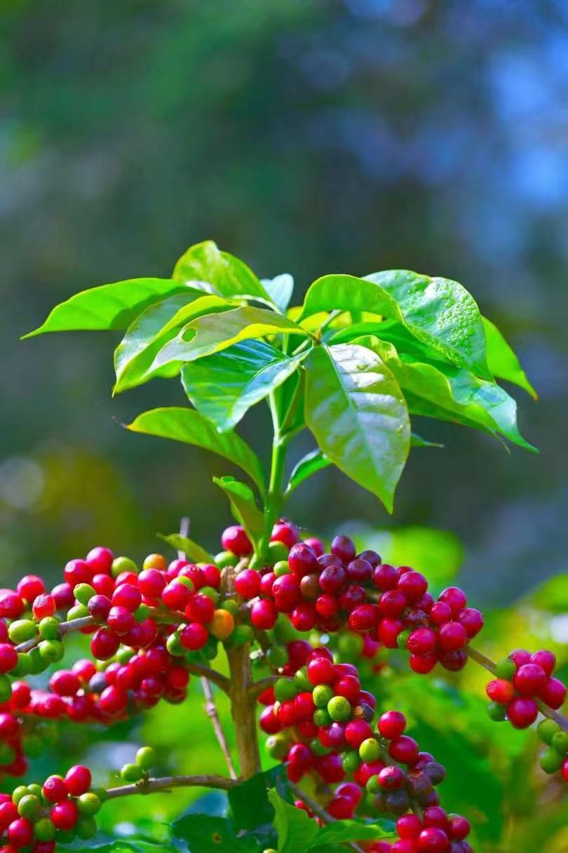 where coffee beans grow