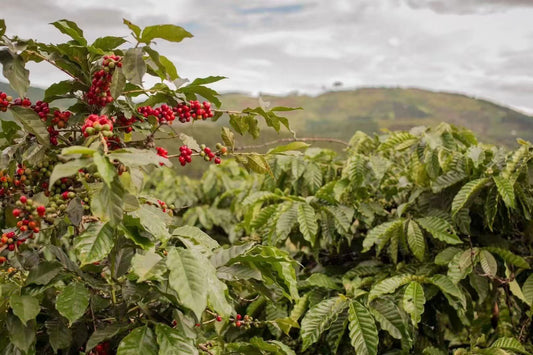 raw arabica coffee beans